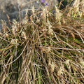 Carex humilis cult: a lully-30:03:11