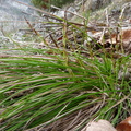 Carex humilis, rochers de balme-1000m: Arache les C: 26:04:2012 (3)