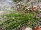 Carex humilis, rochers de balme-1000m: Arache les C: 26:04:2012 (3)