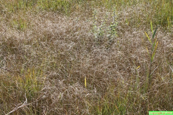 Carex lasiocarpa en automne-tourb: de prat-quemond-le lyaud 15:09:2012
