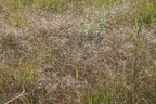 Carex lasiocarpa en automne-tourb: de prat-quemond-le lyaud 15:09:2012