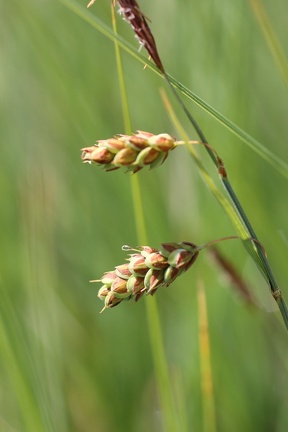 Carex limosa ,cult: a lully-10:05:2011