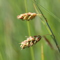 Carex limosa ,cult: a lully-10:05:2011