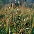 Carex limosa et scheuchzeria palustris  Larringes 2:9:78 D:Jordan