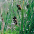 Carex magellanica-Carlaveyron-27:07:1997: