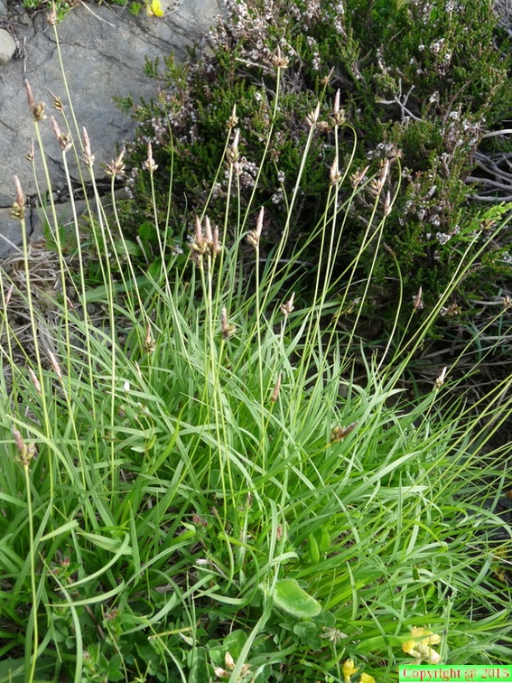 Carex montana -Frachets-Mt Saxonnex :DJ:23:06:09: