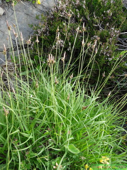 Carex_montana_-Frachets-Mt_Saxonnex_:DJ:23:06:09:.JPG