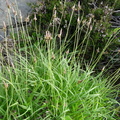 Carex montana -Frachets-Mt Saxonnex :DJ:23:06:09: