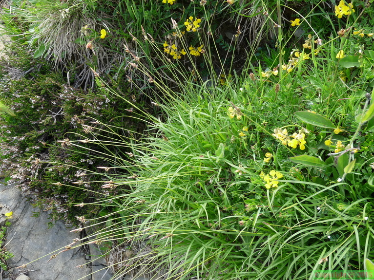 Carex montana -Frachets-Mt Saxonnex :DJ:23:06:09: (2)