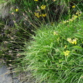 Carex montana -Frachets-Mt Saxonnex :DJ:23:06:09: (2)