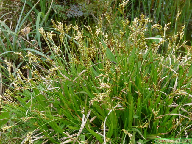 Carex ornithopoda, Rochers de balme-Arache les C:-26:04:2012