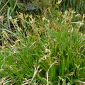 Carex_ornithopoda,_Rochers_de_balme-Arache_les_C:-26:04:2012.JPG