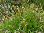 Carex ornithopoda, Rochers de balme-Arache les C:-26:04:2012