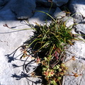 Carex ornithopodioides- Gdes: Platières-a 2400m:-Passy-01:08:11: