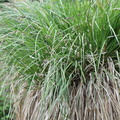 Carex_paniculata-Plateau_des_Bornes-23:05:2012.JPG