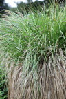 Carex paniculata-Plateau des Bornes-23:05:2012