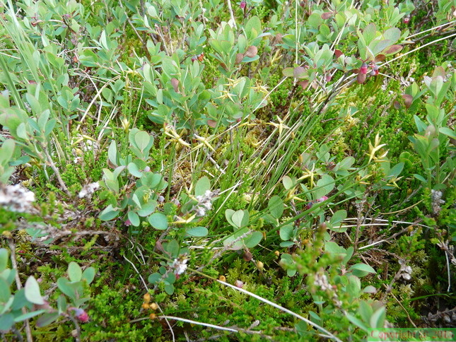 Carex_pauciflora_,Plat:_des_glières-09:07:2013.JPG