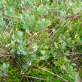 Carex pauciflora ,Plat: des glières-09:07:2013
