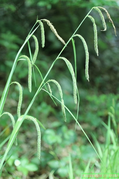 Carex_pendula,la_chaux_du_dombief-Jura-30:05:2012.JPG