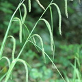 Carex pendula,la chaux du dombief-Jura-30:05:2012
