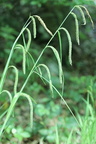 Carex pendula,la chaux du dombief-Jura-30:05:2012