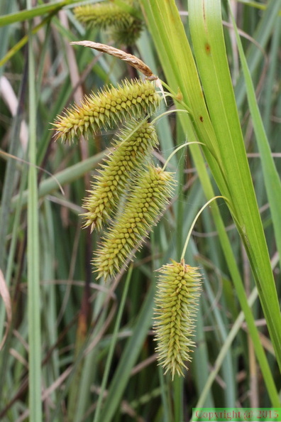 Carex_pseudocyperus,_Prat-quemond-Le_Lyaud-23:07:2014.JPG