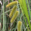 Carex pseudocyperus, Prat-quemond-Le Lyaud-23:07:2014