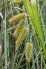 Carex pseudocyperus, Prat-quemond-Le Lyaud-23:07:2014