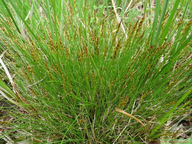 Carex_pulicaris-tourb:_de_prat-quemond-31:05:10:.JPG