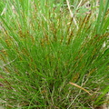 Carex pulicaris-tourb: de prat-quemond-31:05:10: