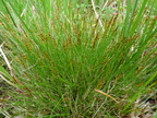 Carex pulicaris-tourb: de prat-quemond-31:05:10: