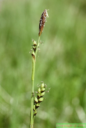 Carex_vaginata,_Islande-17:07:1993.JPG