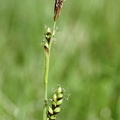 Carex vaginata, Islande-17:07:1993