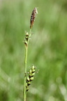Carex vaginata, Islande-17:07:1993