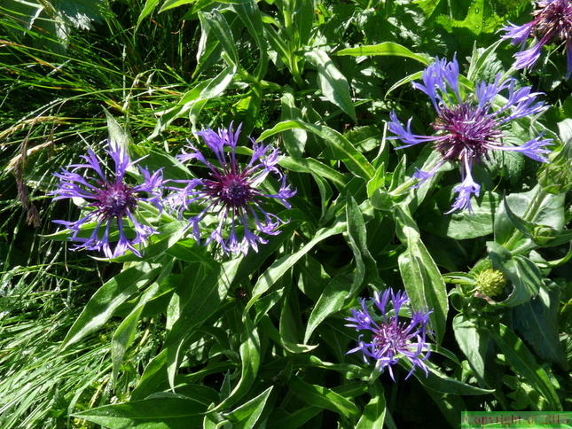 Centaurea_montana-Tète_du_Géant-_Chatel-15:07:11:.JPG