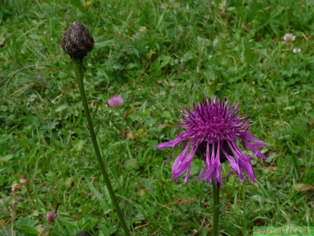 Centaurea_scabiosa,_arvouin,_La_chap:_d'ab:-24:07:2014.JPG