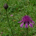 Centaurea scabiosa, arvouin, La chap: d'ab:-24:07:2014