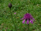 Centaurea scabiosa, arvouin, La chap: d'ab:-24:07:2014