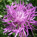 Centaurea nervosa-jacea, la gitte-Savoie-DJ:30:07:09: (3)