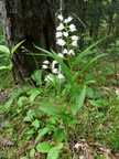 Cephalanthera longifolia, Ponnay Talloires-15:06:2013