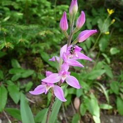 Cephalanthera