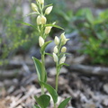 Cephalanthera damasonium,-Malmort-84-14:05:2013 (2)