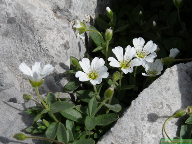 Cerastium_latifolium,_vers_refuge_Gramusset-aravis-02:09:10:.JPG