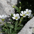 Cerastium latifolium, vers refuge Gramusset-aravis-02:09:10:
