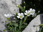 Cerastium latifolium, vers refuge Gramusset-aravis-02:09:10:
