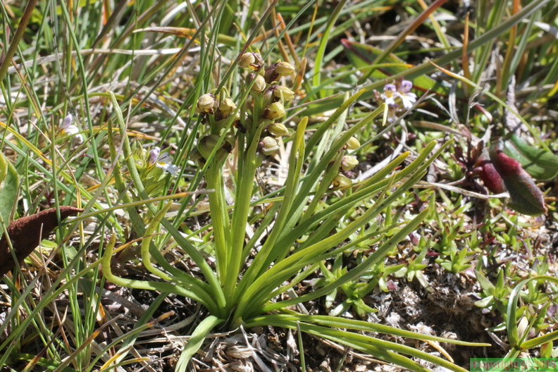 Chamorchis alpina, sur Pte Boccor,-Châtel-22:08:2014