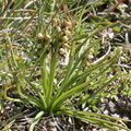Chamorchis alpina, sur Pte Boccor,-Châtel-22:08:2014