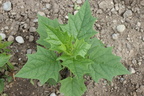 Chenopodium hybridum a Vaudalon, Lully-28:06:2013 (2)