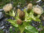 Cirsium oleraceum, pte: de Nyon a 1850m:- le 10:09:10: