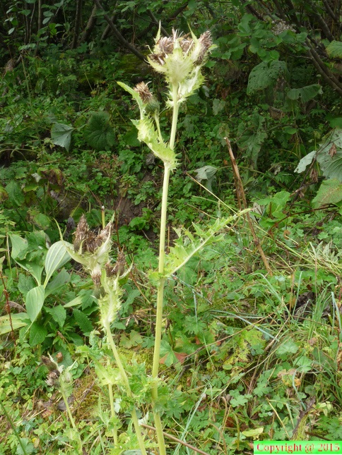 Cirsium oleraceum x spinos:,vers combe des fours-le Reposoir-03:09:2012 (2)